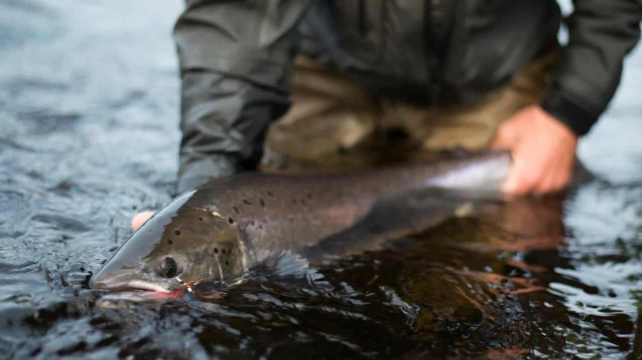 You Fish Scotland - Featured Image - 2 You Fish Scotland - Featured Image - 2