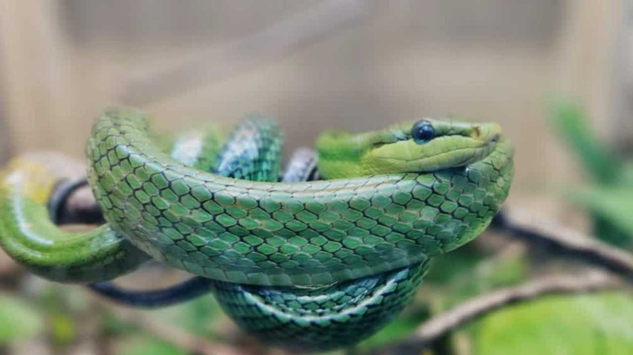 Tropical World Roundhay - Featured Image - 2 Tropical World Roundhay - Featured Image - 2