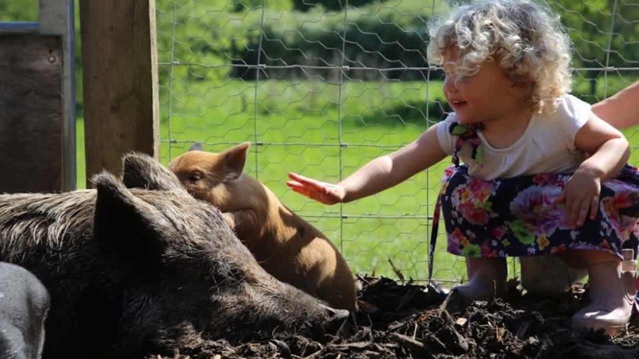 Piggy Pet and Play - Featured Image - 2 Piggy Pet and Play - Featured Image - 2