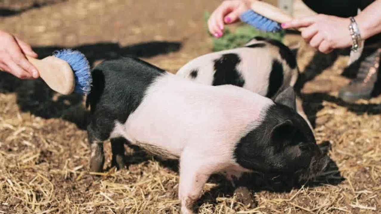 Piggy Pet and Play - Featured Image - 4 Piggy Pet and Play - Featured Image - 4