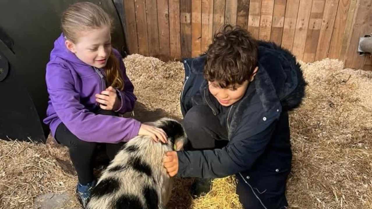 Piggy Pet and Play - Featured Image - 9 Piggy Pet and Play - Featured Image - 9