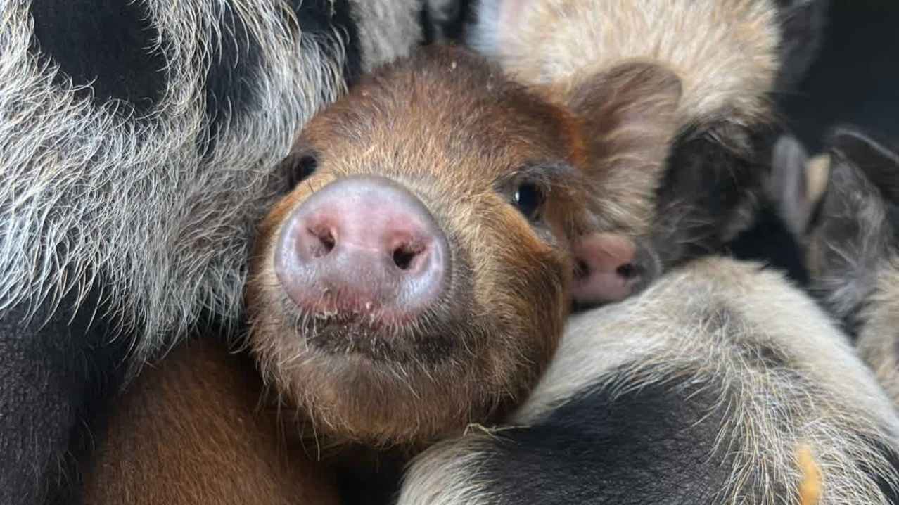 Piggy Pet and Play - Featured Image - 10 Piggy Pet and Play - Featured Image - 10