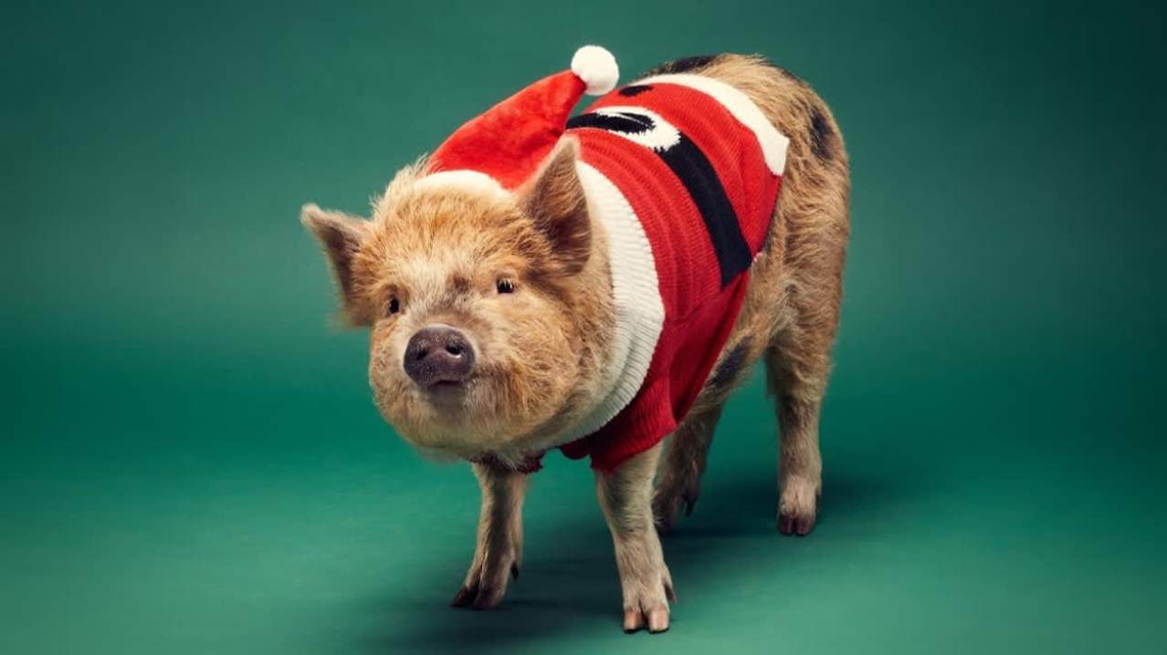 Piggy Pet and Play - Featured Image - 11 Piggy Pet and Play - Featured Image - 11