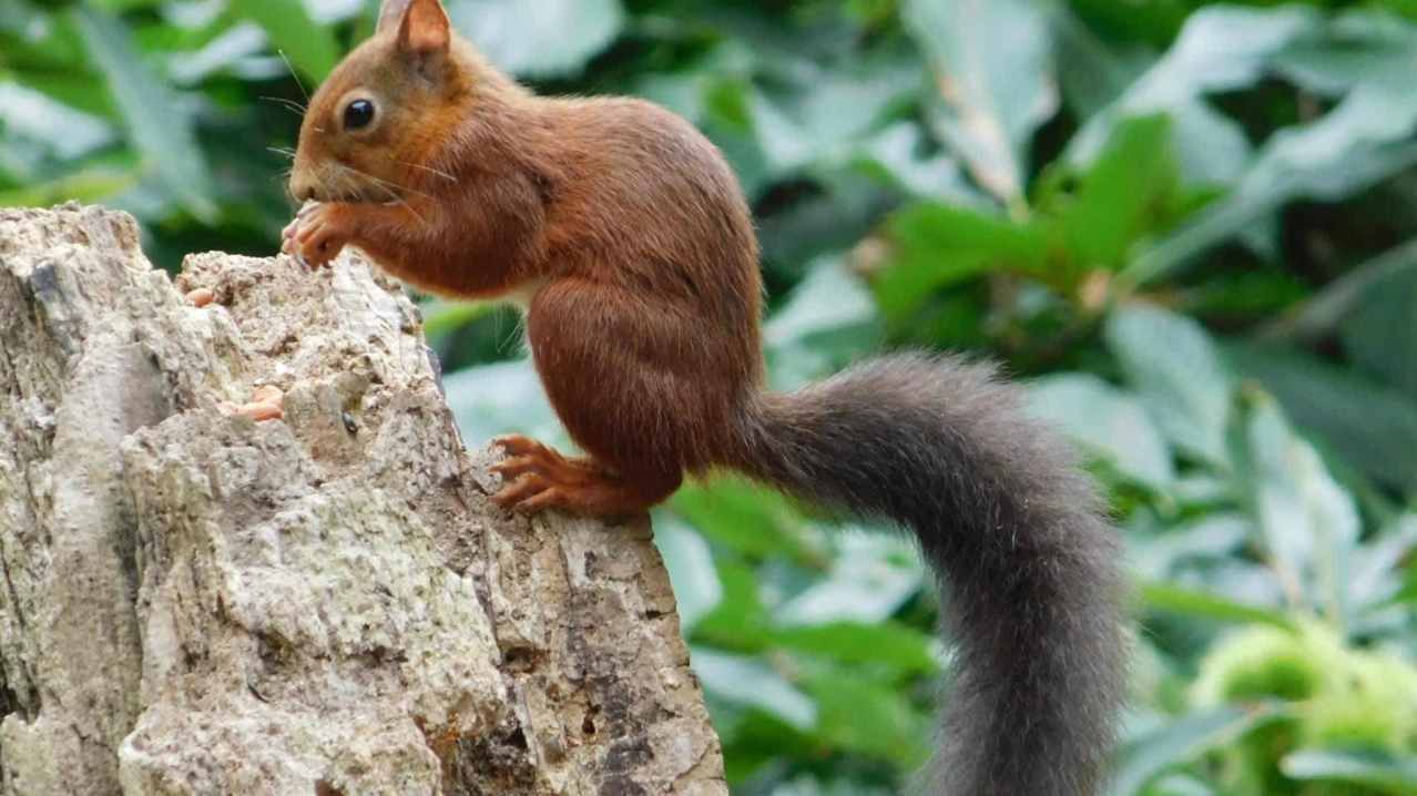 Brownsea Island - Featured Image - 3 Brownsea Island - Featured Image - 3