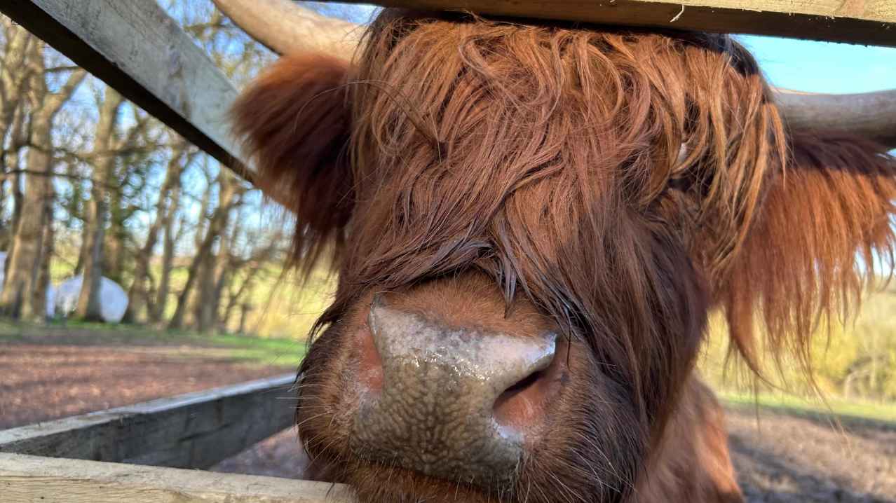 Highland Cow Cottage - Featured Image - 5