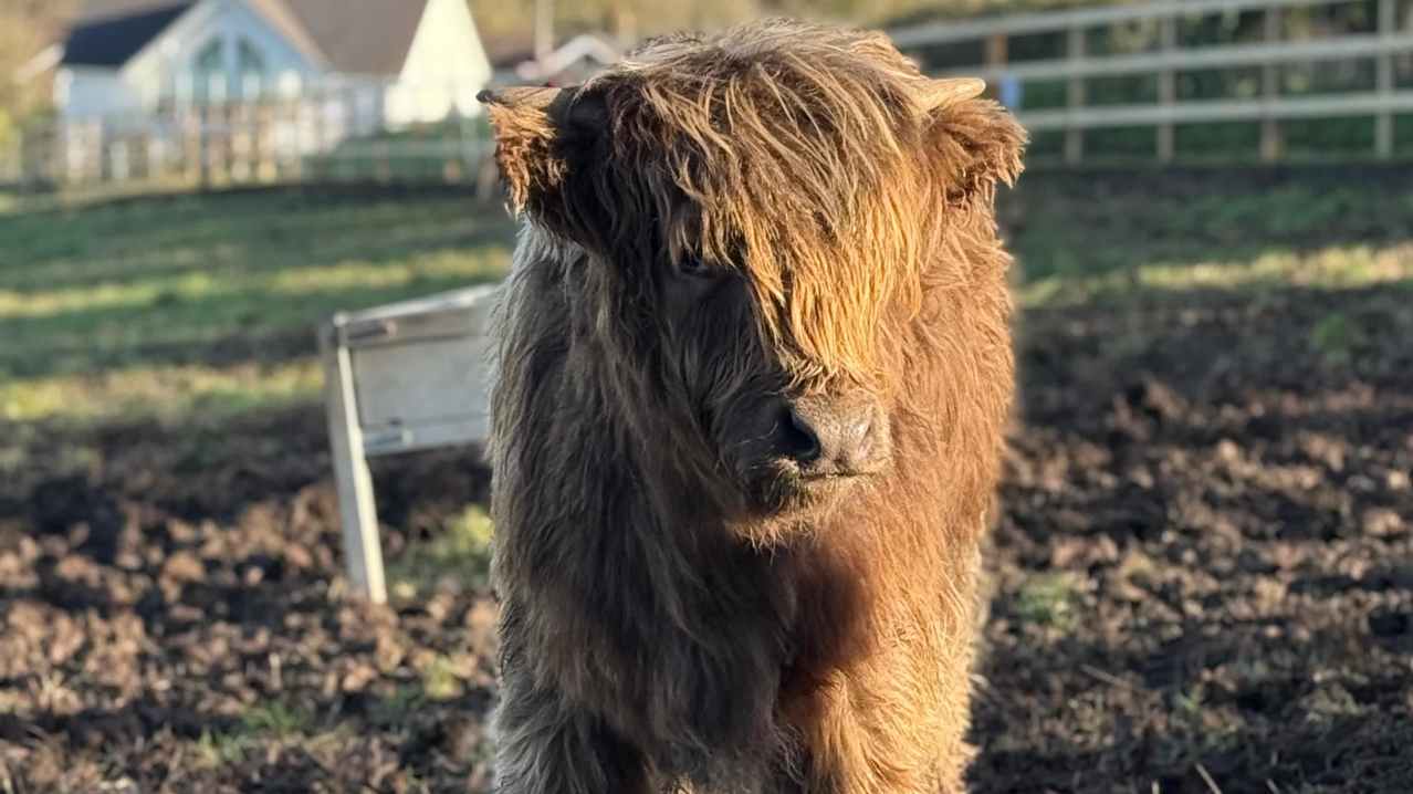 Highland Cow Cottage - Featured Image - 7