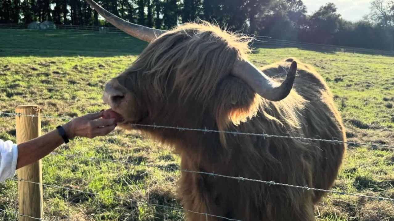 Highland Cow Cottage - Featured Image - 9