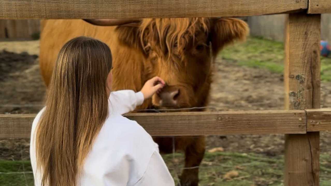 Highland Cow Cottage - Featured Image - 10