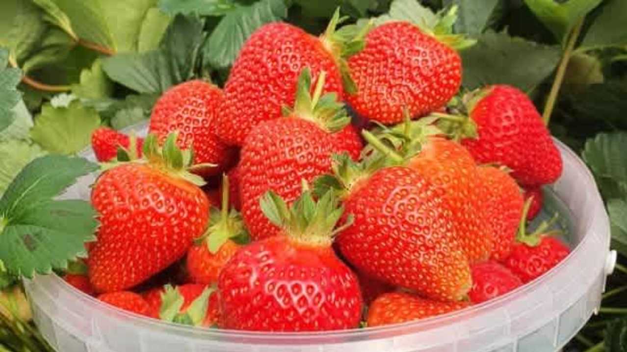 Manor Farm Fruits - Featured Image - 1