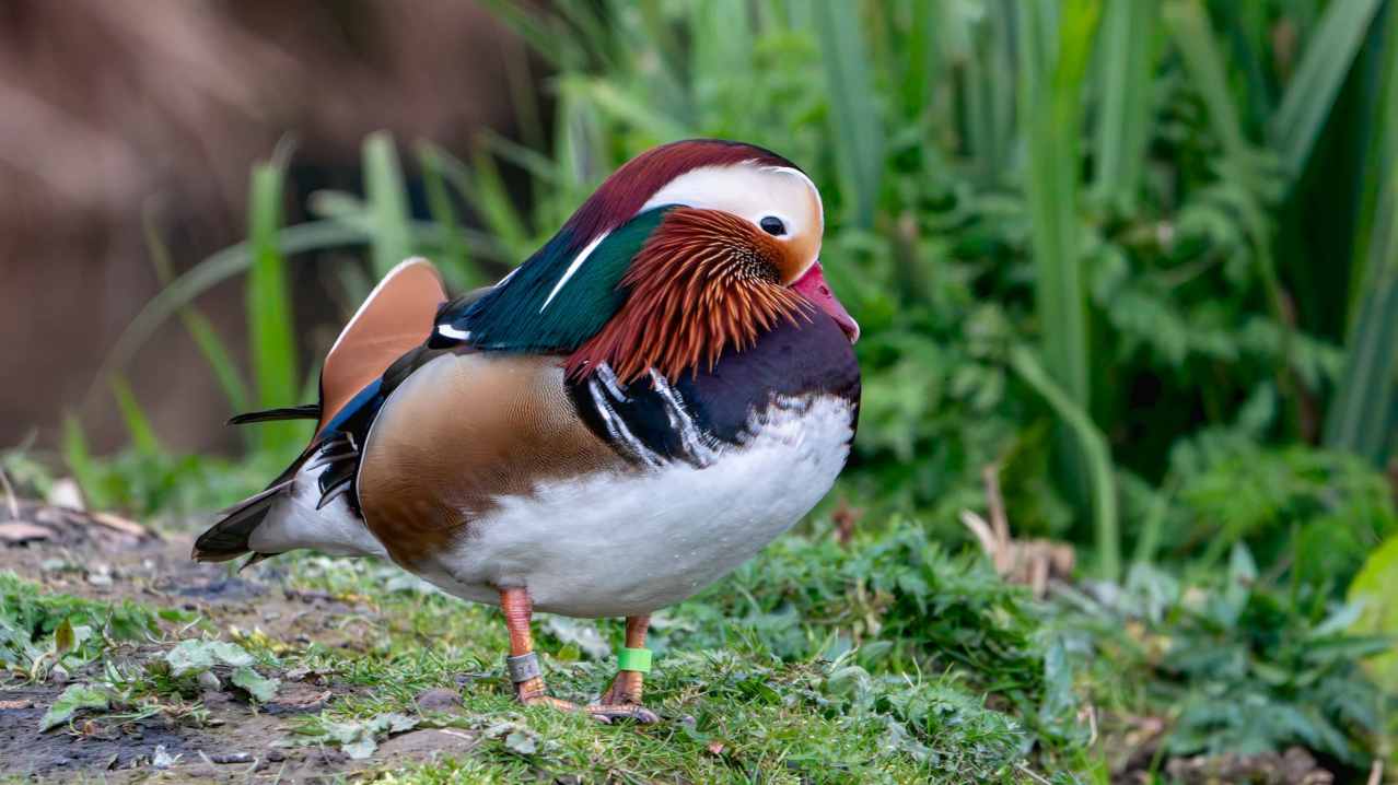 WWT Washington Wetland Centre - Featured Image - 9 WWT Washington Wetland Centre - Featured Image - 9