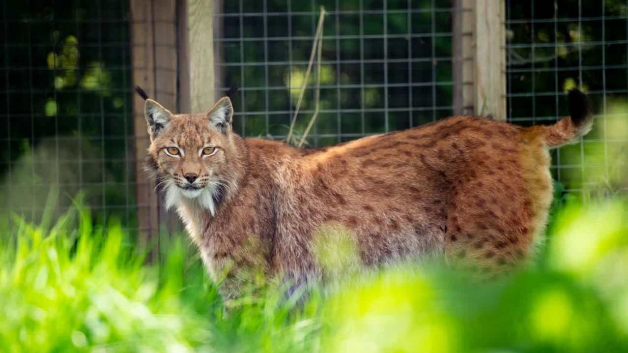 Hogshaw Farm & Wildlife Park - Featured Image - 6