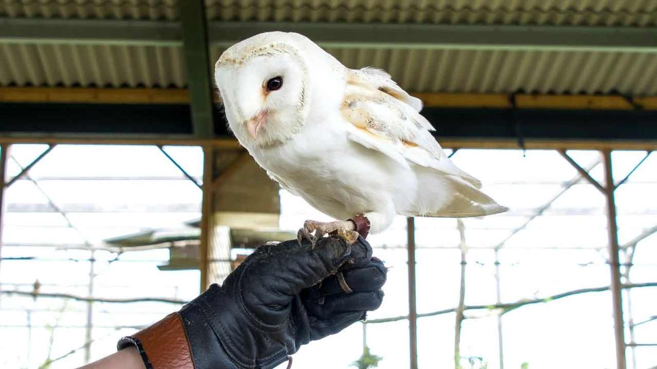Hogshaw Farm & Wildlife Park - Featured Image - 8