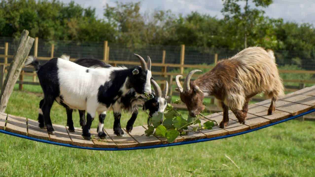 Hogshaw Farm & Wildlife Park - Featured Image - 9