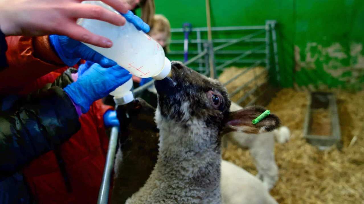 Hogshaw Farm & Wildlife Park - Featured Image - 10