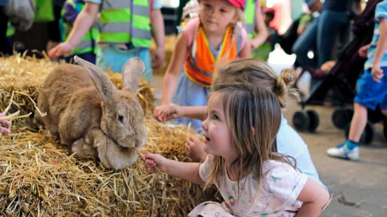 Rare Breeds Centre - Featured Image - 1 Rare Breeds Centre - Featured Image - 1