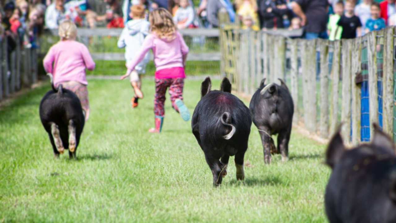 Rare Breeds Centre - Featured Image - 12 Rare Breeds Centre - Featured Image - 12