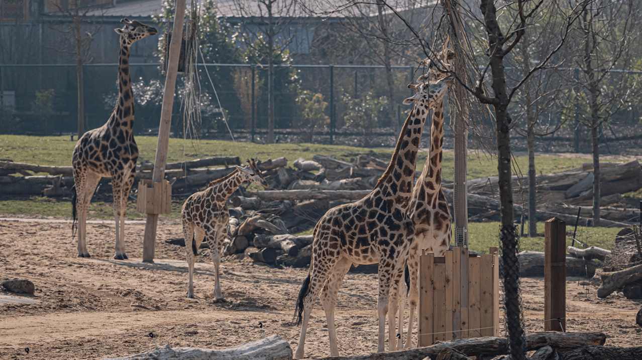 Chester Zoo - Featured Image - 7