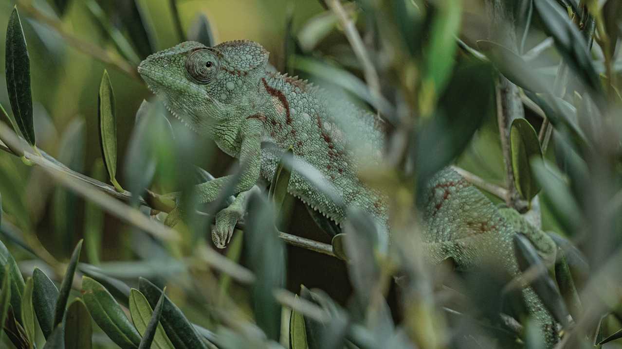 Chester Zoo - Featured Image - 9