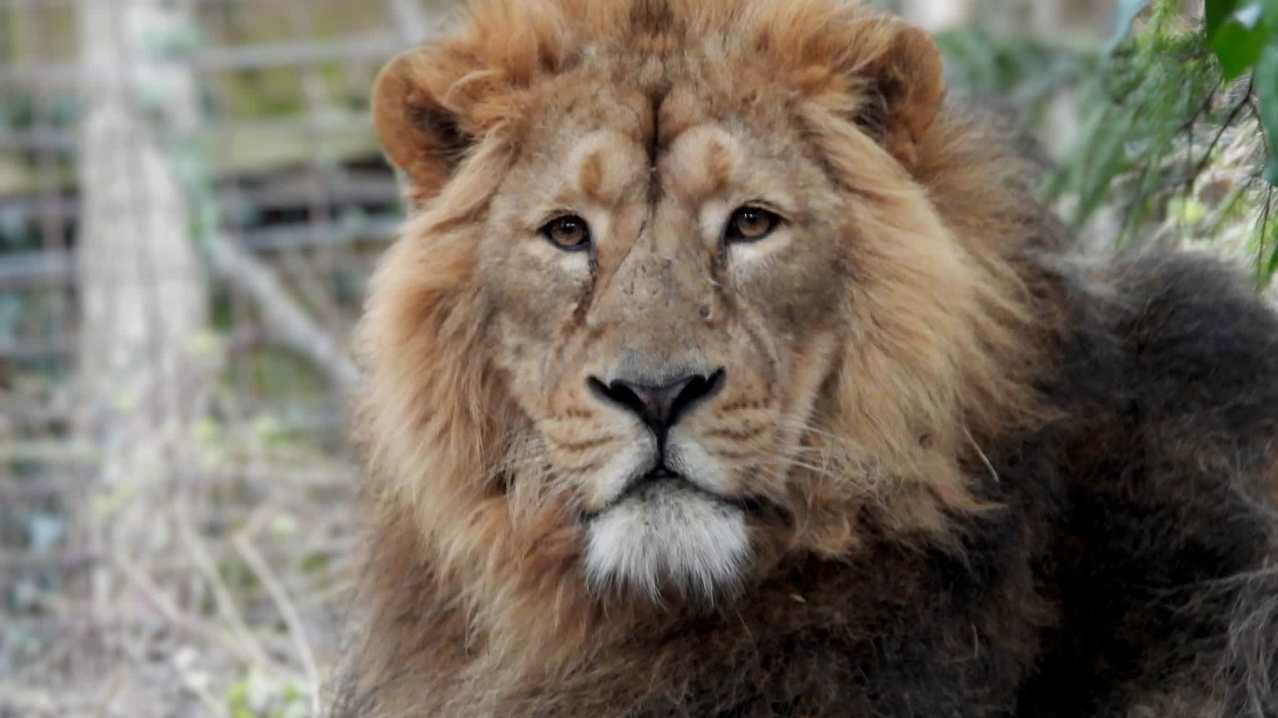 Dublin Zoo - Featured Image - 1