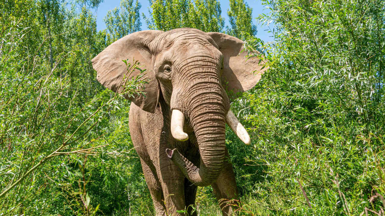Noah's Ark Zoo Farm - Featured Image - 1