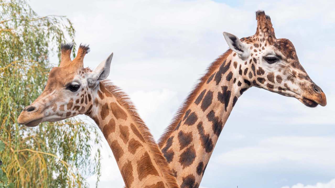 Noah's Ark Zoo Farm - Featured Image - 2