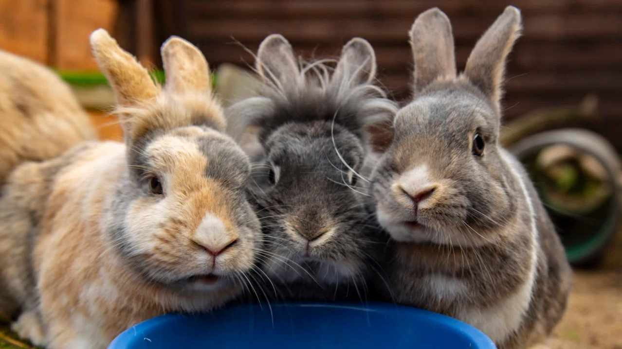Hopefield Animal Sanctuary - Featured Image - 4