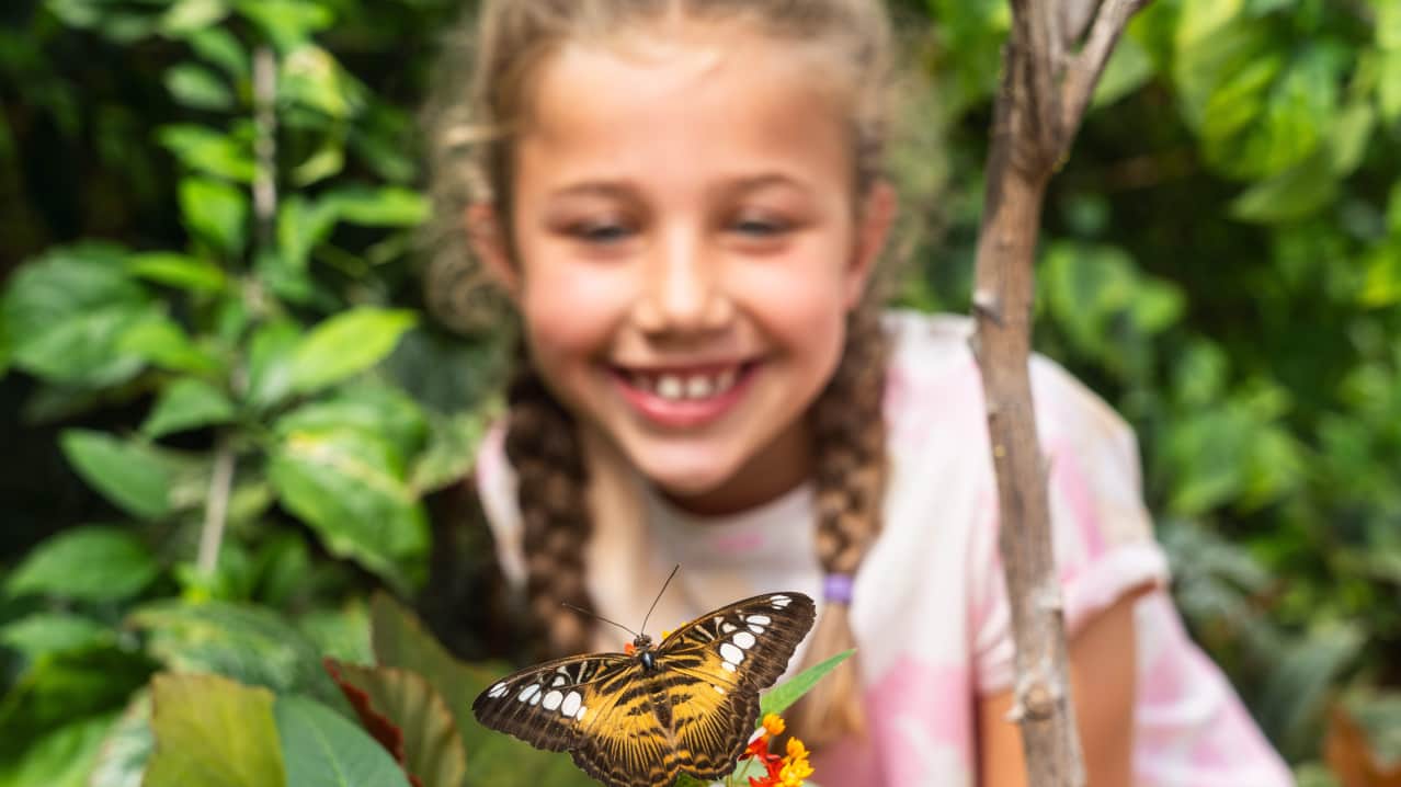 Tropical Butterfly House - Featured Image - 1