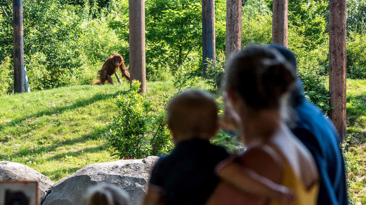 Chester Zoo - Featured Image - 1