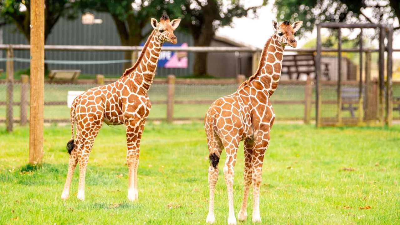 Whipsnade Zoo - Featured Image - 1