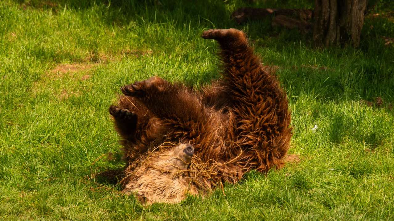 Whipsnade Zoo - Featured Image - 10