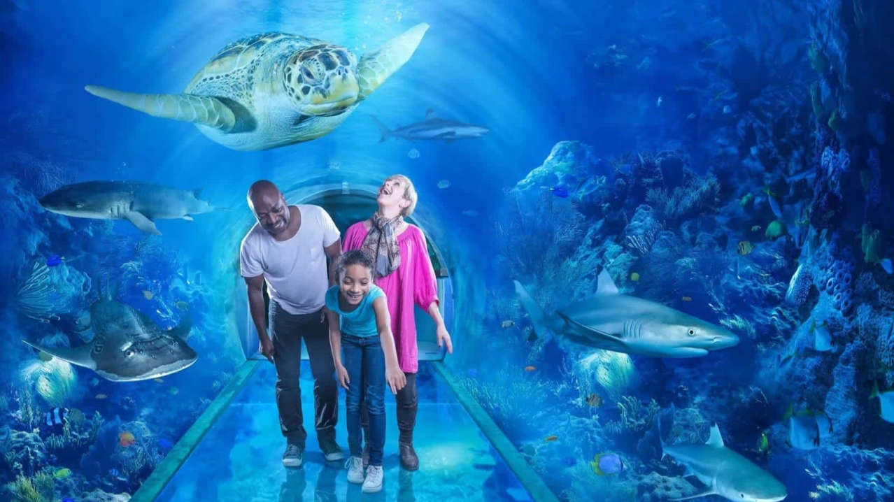 SEA LIFE Birmingham - Featured Image - 4 SEA LIFE Birmingham - Featured Image - 4