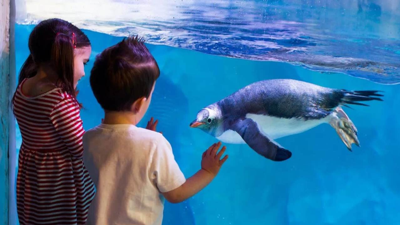 SEA LIFE Birmingham - Featured Image - 5 SEA LIFE Birmingham - Featured Image - 5