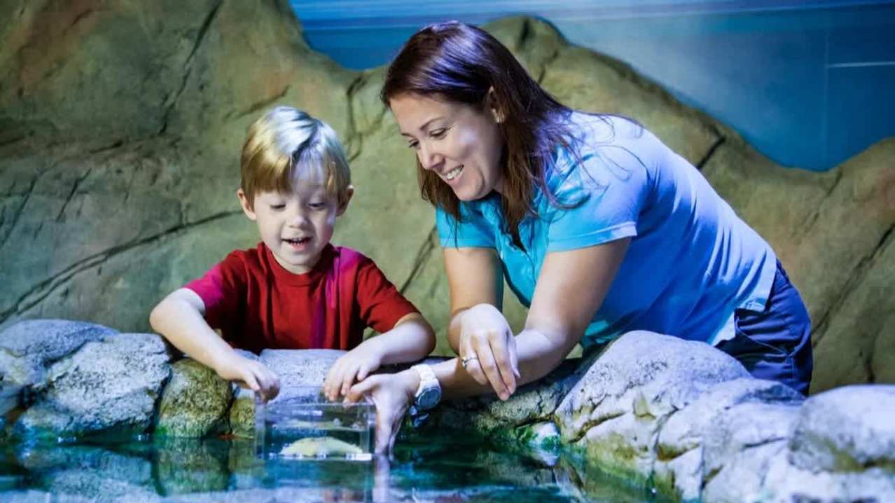 SEA LIFE Birmingham - Featured Image - 6 SEA LIFE Birmingham - Featured Image - 6