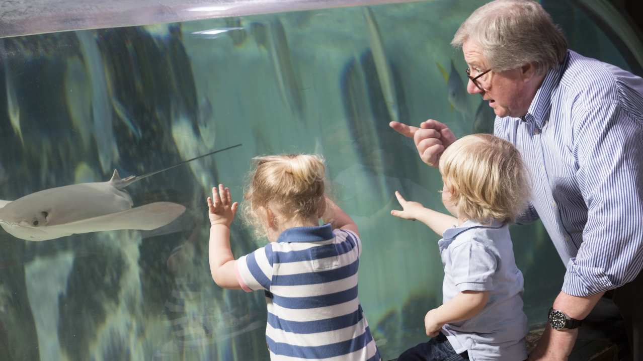 SEA LIFE Birmingham - Featured Image - 7 SEA LIFE Birmingham - Featured Image - 7