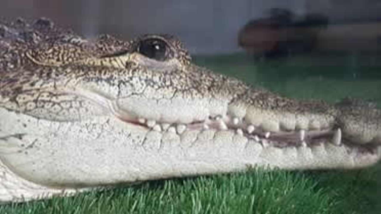 Ark Wildlife & Dinosaur Park - Featured Image - 11 Ark Wildlife & Dinosaur Park - Featured Image - 11