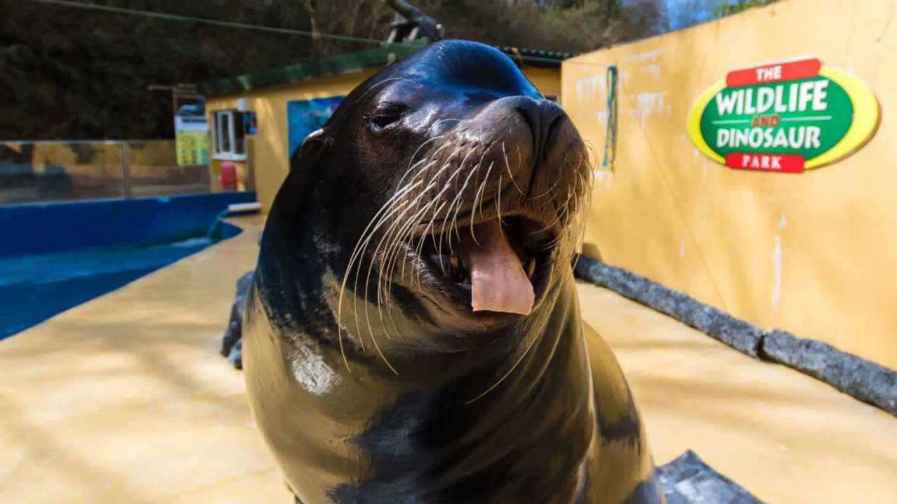 Combe Martin Wildlife & Dinosaur Park - Featured Image - 3