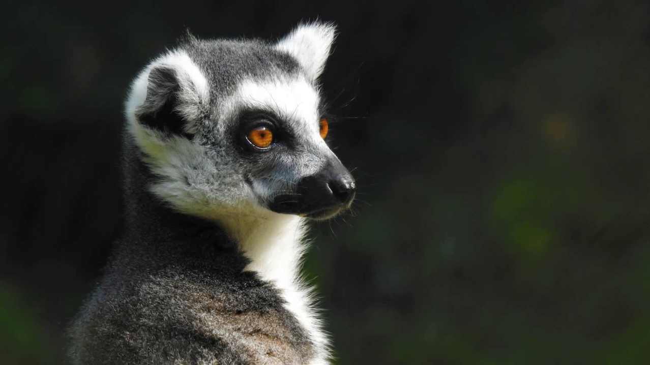 Combe Martin Wildlife & Dinosaur Park - Featured Image - 4