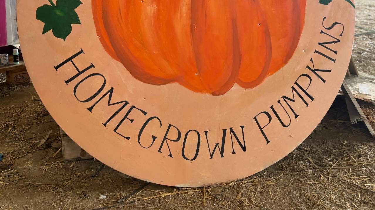THE PUMPKIN FIELD- Green Barn Farm - Featured Image - 5 THE PUMPKIN FIELD- Green Barn Farm - Featured Image - 5