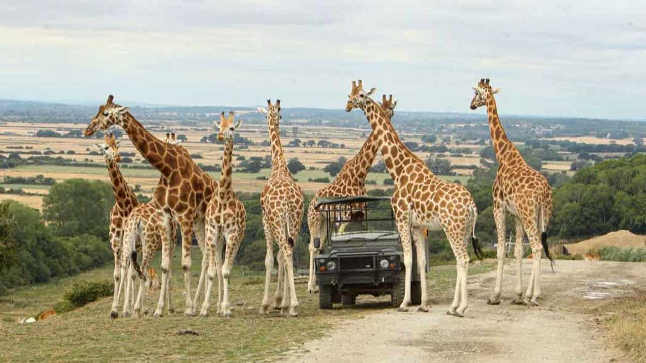 Port Lympne Safari Park - Featured Image - 1