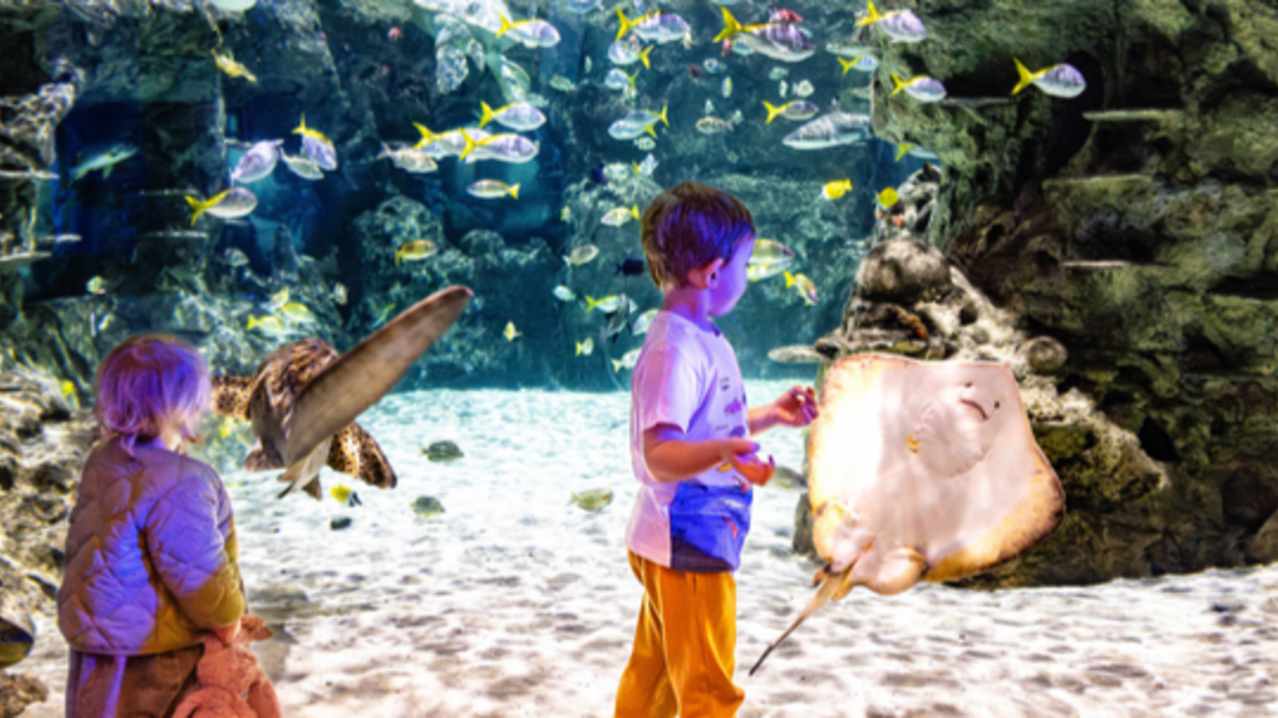 SEA LIFE Manchester - Featured Image - 12 SEA LIFE Manchester - Featured Image - 12