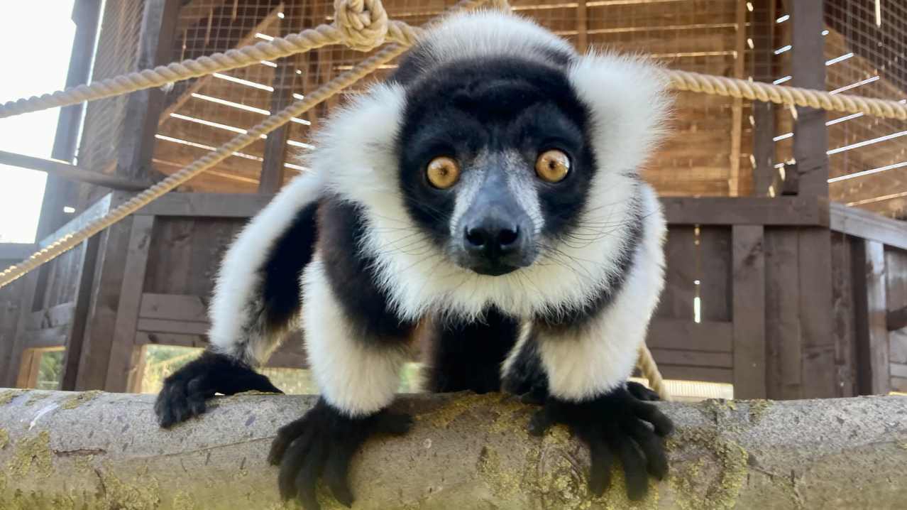 Filey Zoo - Featured Image - 1