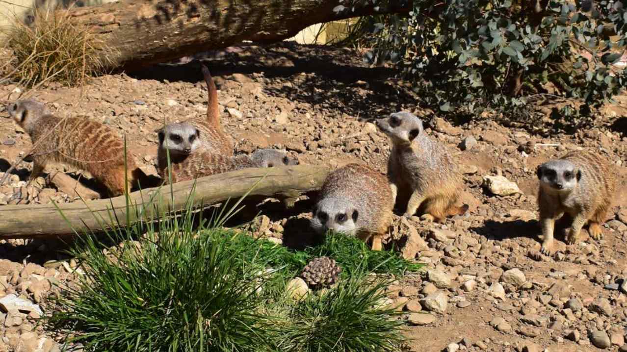 Filey Zoo - Featured Image - 2