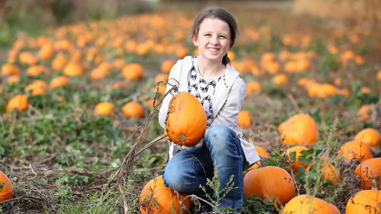 Girl picking pumpkin from patch Girl picking pumpkin from patch