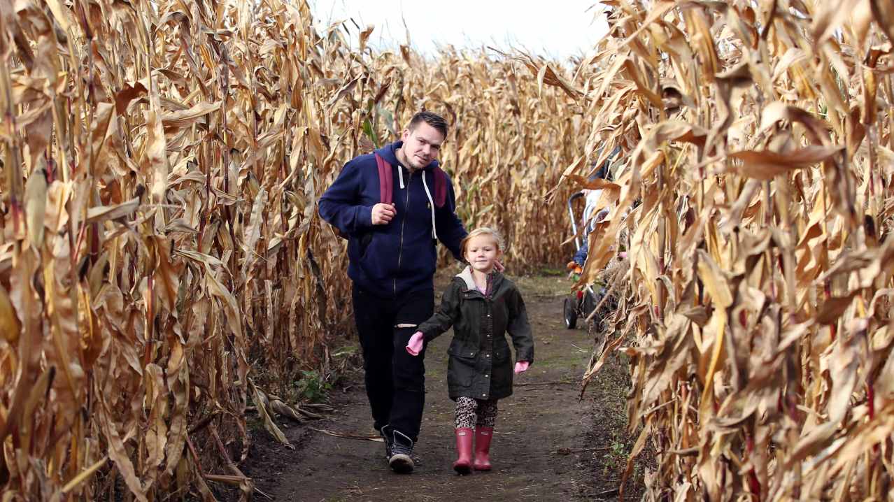 Dad and daughter walking through maize maze Dad and daughter walking through maize maze