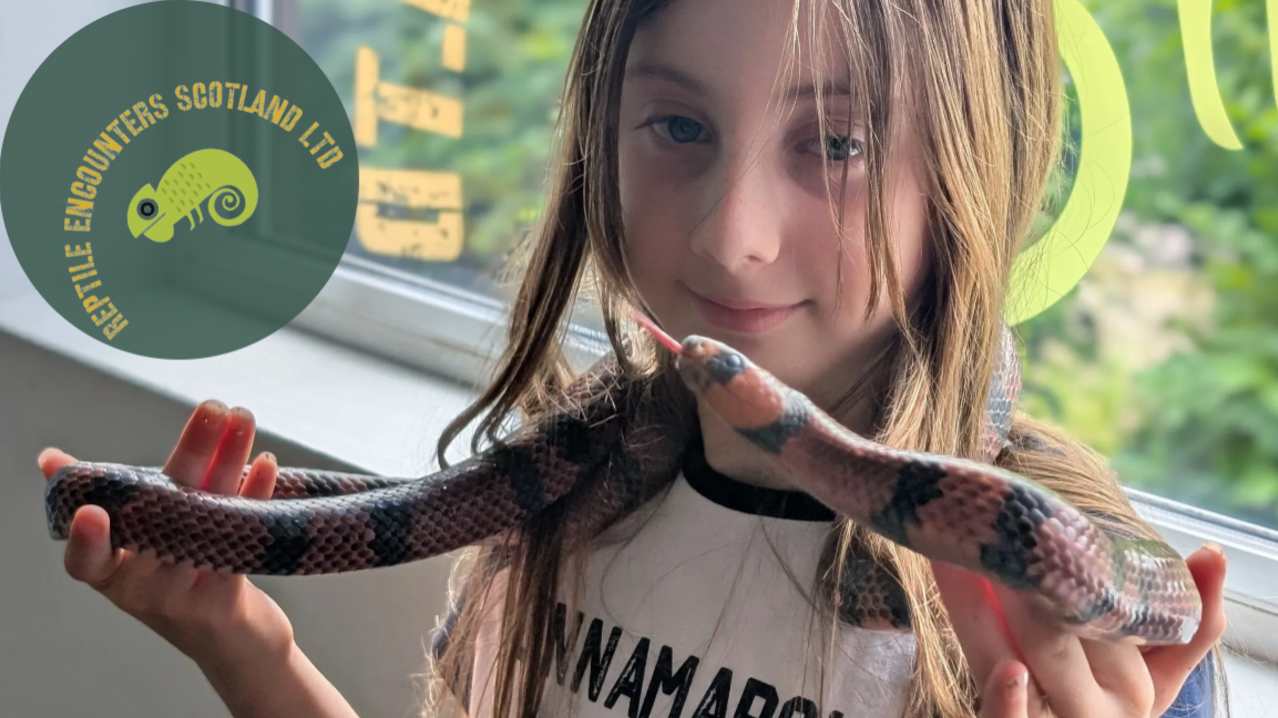 reptile encounters scotland ltd - Featured Image - 1 reptile encounters scotland ltd - Featured Image - 1