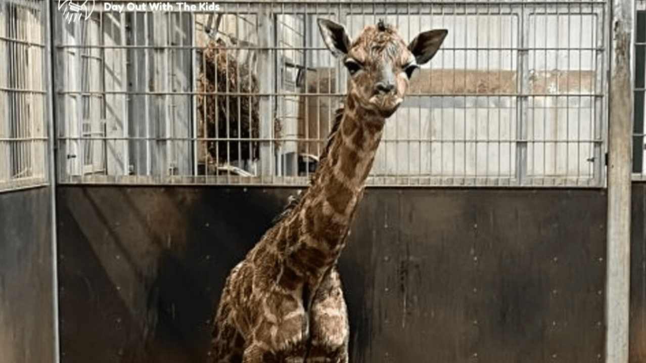 West Midlands Safari Park - Featured Image - 12