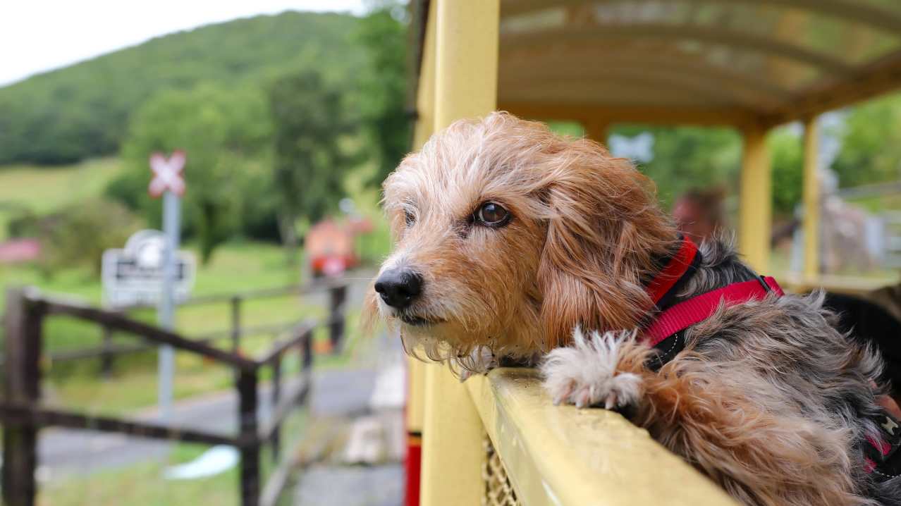 The Vale of Rheidol Railway - Featured Image - 9 The Vale of Rheidol Railway - Featured Image - 9