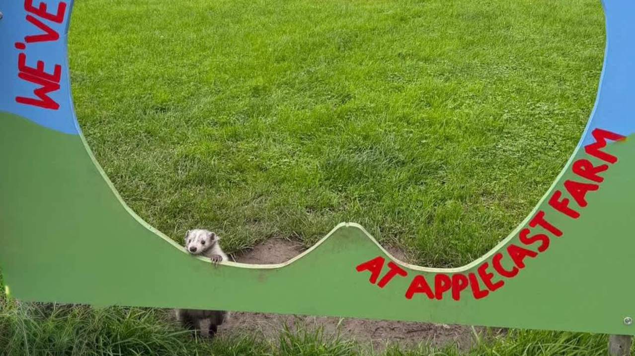 Applecast - Featured Image - 5