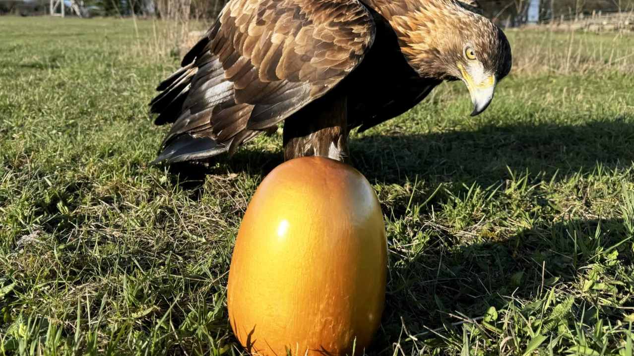 bird on golden egg