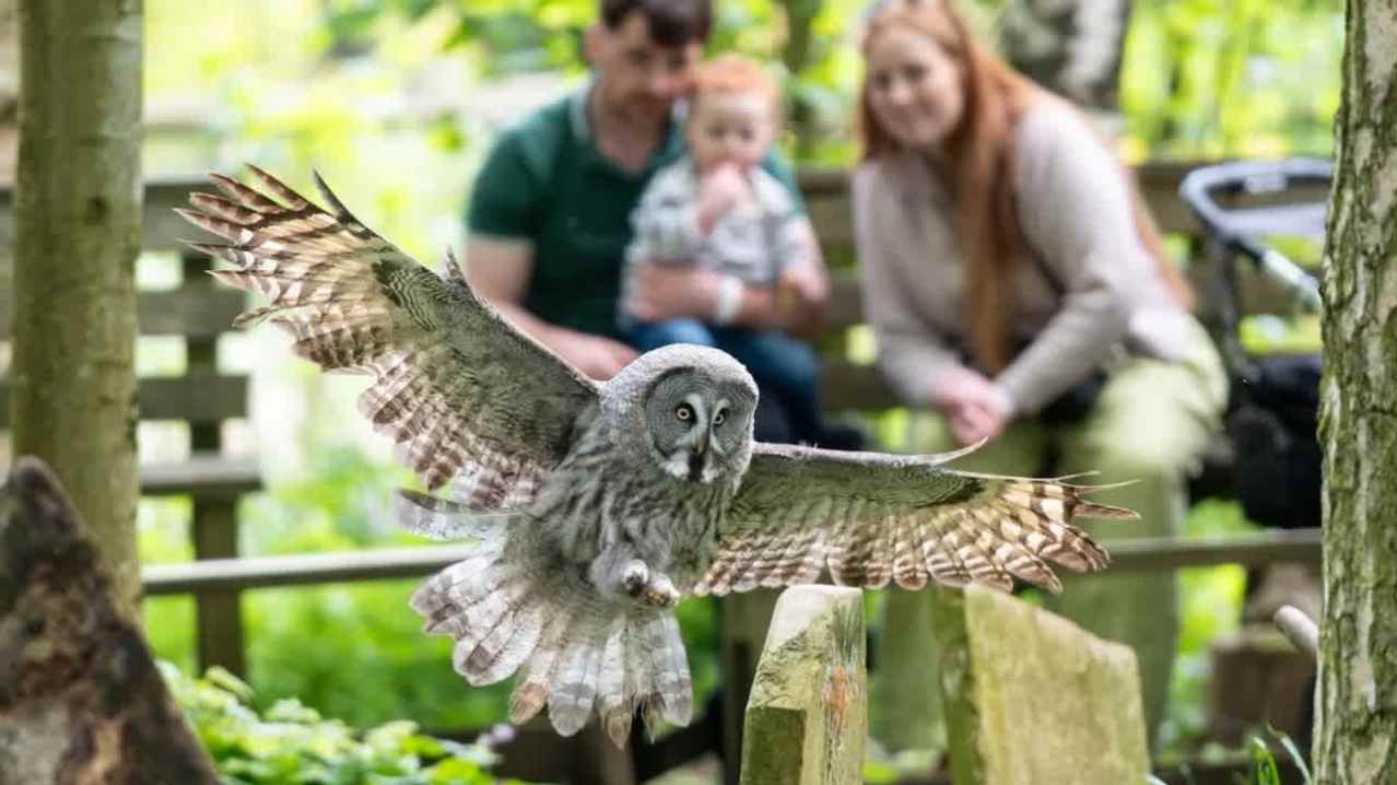 owl flying